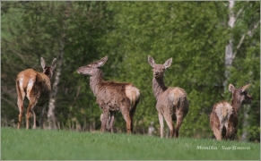 <p>JELEN LESNÍ (Cervus elaphus) Šluknovsko - Valdek /Red deer - Rothirsch/</p>
